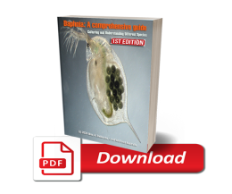 Daphnia: Comprehensive Guide to Culturing