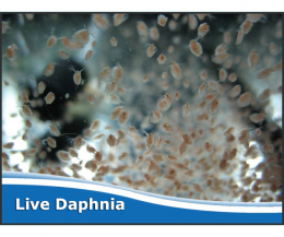 Live Daphnia Starter Culture