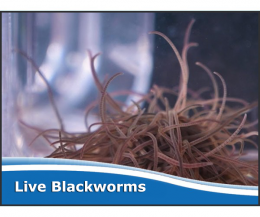 Live Australian Blackworms