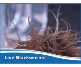 Live Australian Blackworms