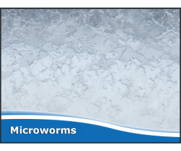 Microworms Starter Culture
