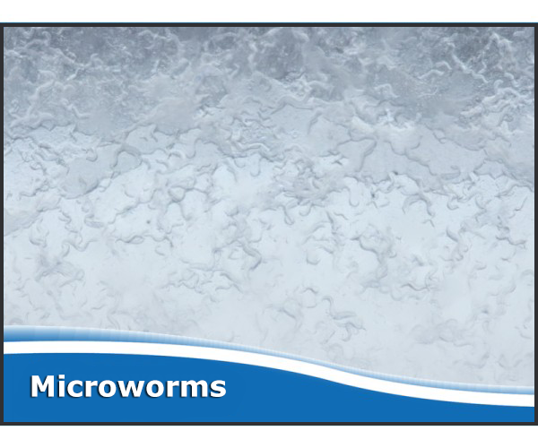 Microworm Starter Culture (Microgusano Cultivo) – Live Fish Food For Tropical Fish Fry
