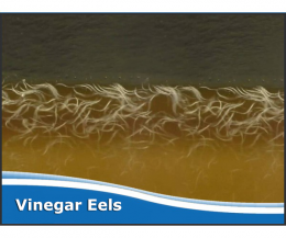 Vinegar Eels Starter Culture