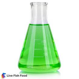 Live Phytoplankton (Greenwater) starter