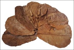Dry Indian almond leaves - Terminalia catappa tree.