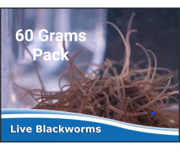 Live Blackworms - by weight 60 grams