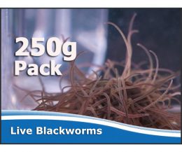 Live Blackworms - by weight 250g