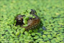 Live Duckweed Starter Pack (Lemna disperma)