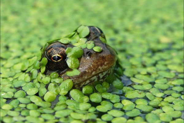 Live Duckweed Starter Pack (Lemna disperma)