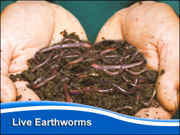 Live Earth/Compost Worms