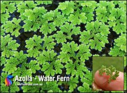 Azolla - Mosquito Fern, Fairy Moss