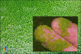 Wolffia arrhiza, Watermeal Duckweed - Starter Culture