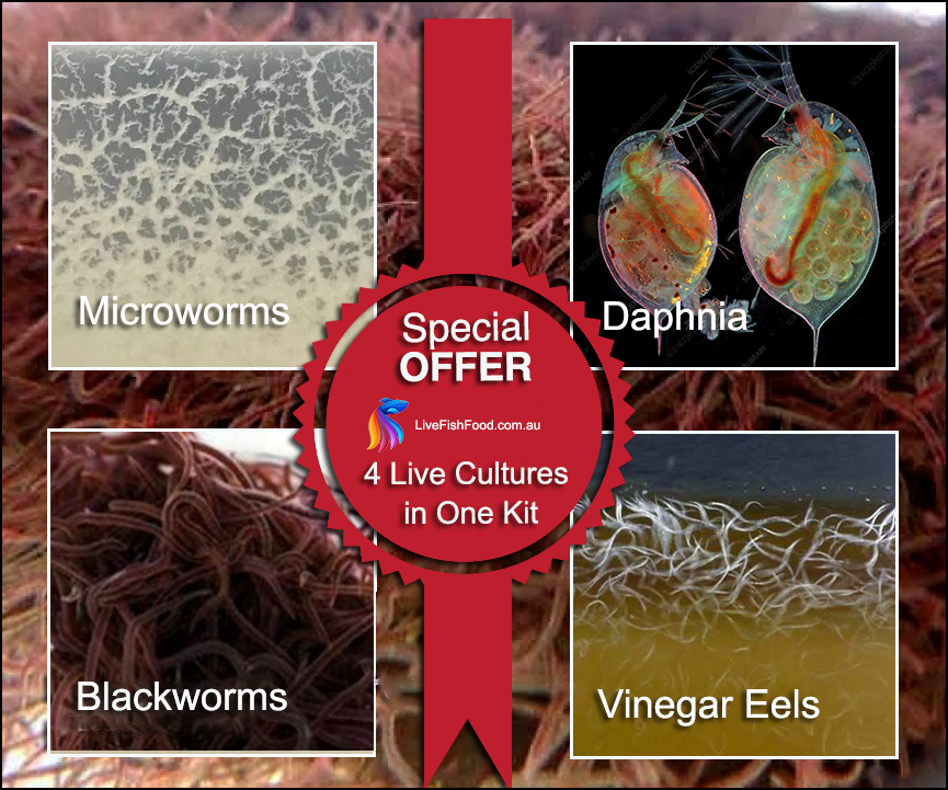 Four Live Cultures in One Kit LiveFishFood Australia
