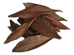 Dry Loquat Leaves