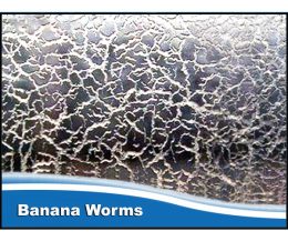 Banna Worms Starter Culture