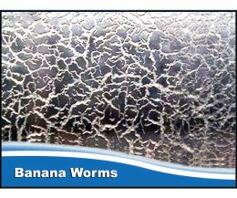 Banana Worms Starter Culture