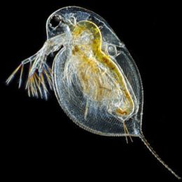 Daphnia large pack - 250 to 300Pcs or more