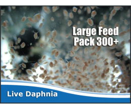 Daphnia Live - large feed pack 300+ specimen