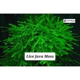 Live Java Moss