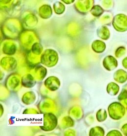 Live Chlorella Culture