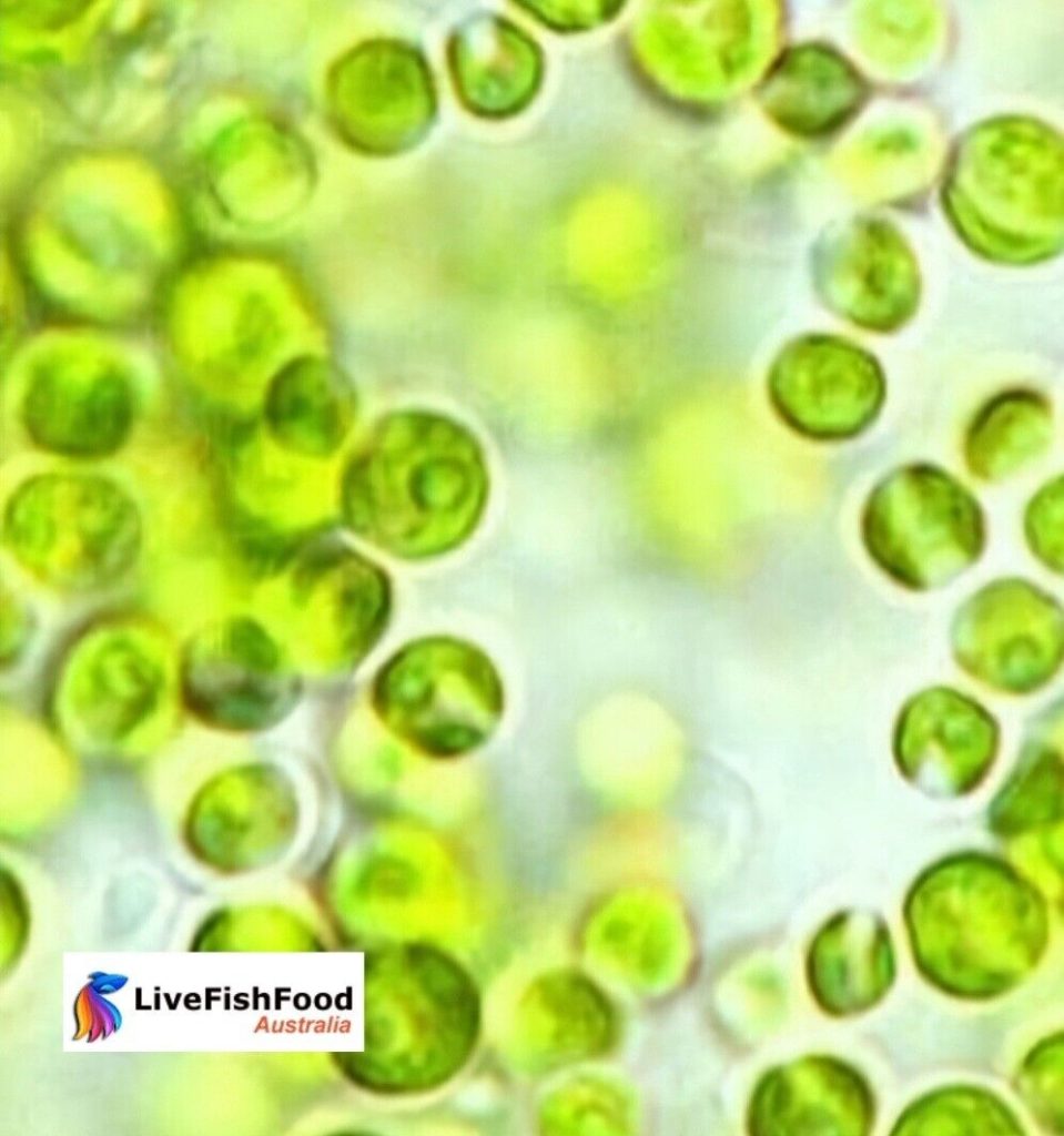 Live chlorella culture livefishfood australia