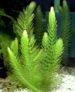 Foxtail Hornwort - Aquarium Plant