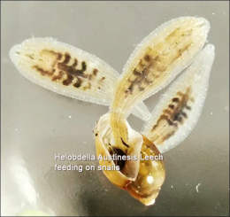 Live Leech - Hirudinea - Helobdella Austinesis