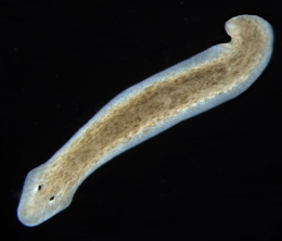 Live Planaria - Turbellaria flatworms