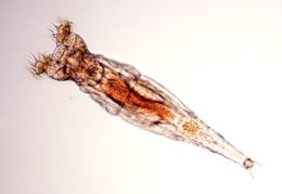 Live Rotifers