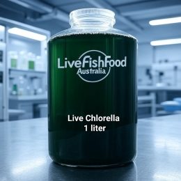 Live Chlorella in bulk - 1 Liter