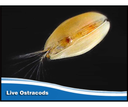 Seed Shrimp: live Ostracods Starter Culture