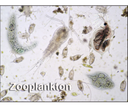 Zooplankton Culture, Live - Freshwater