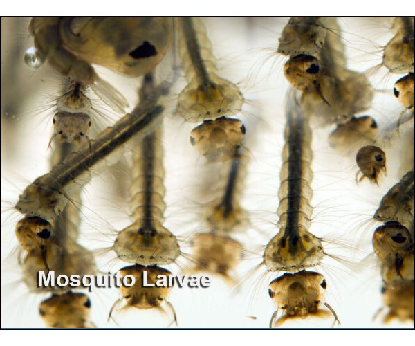 Mosquito Larvae - Live